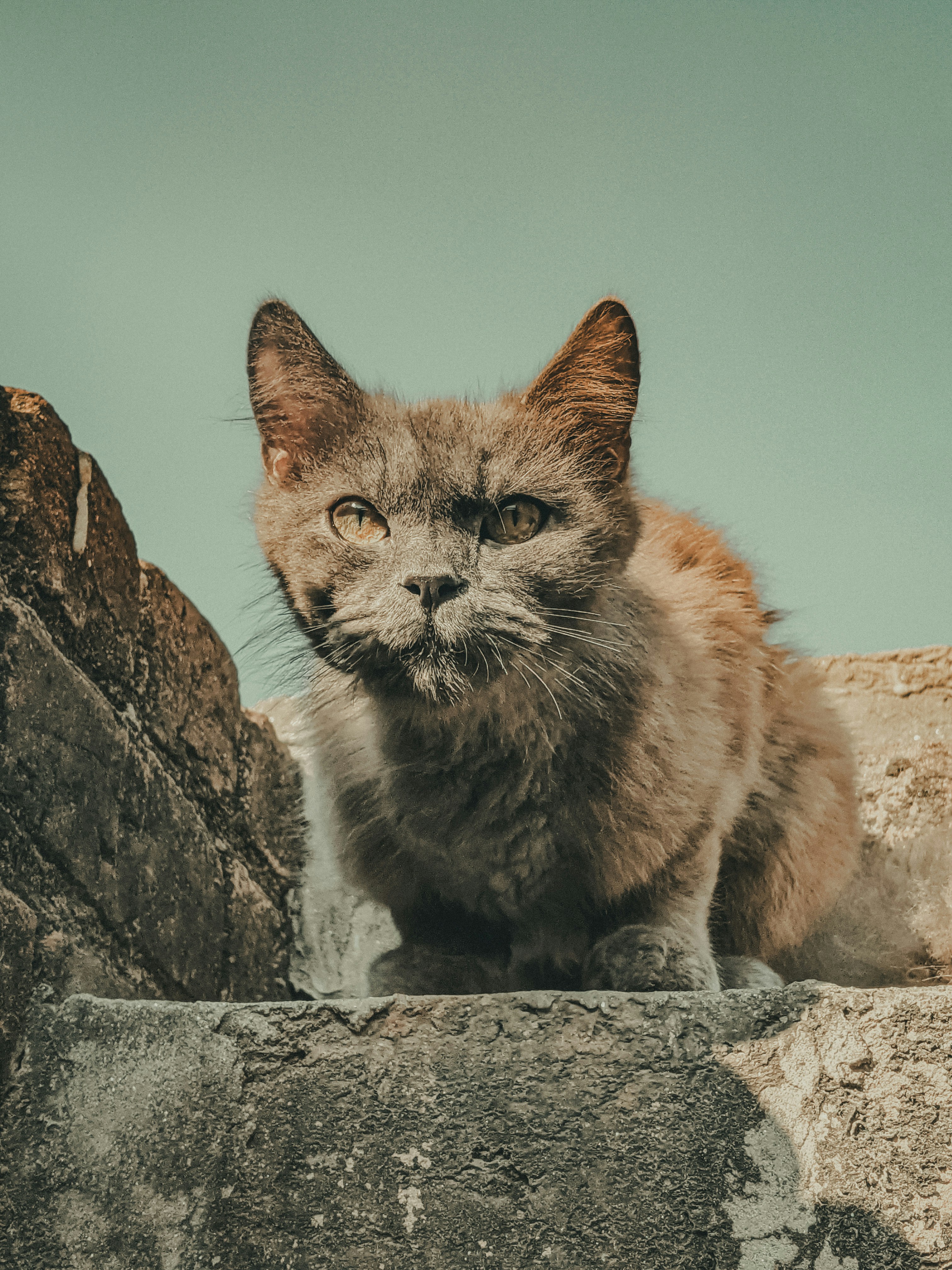 Eine Katze sitzt auf einem Felsen