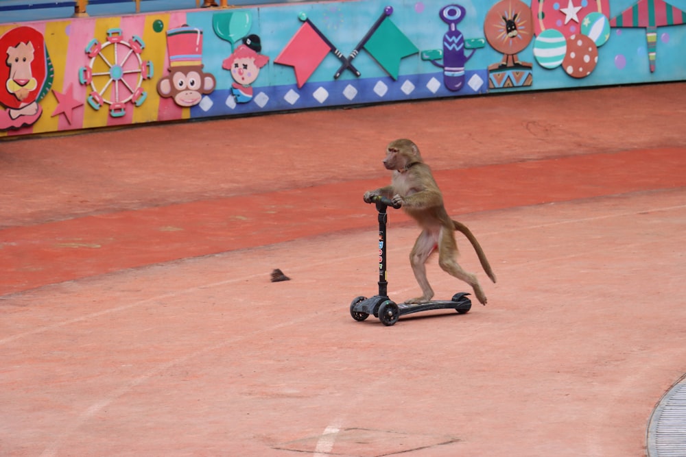 Un mono montando una patineta