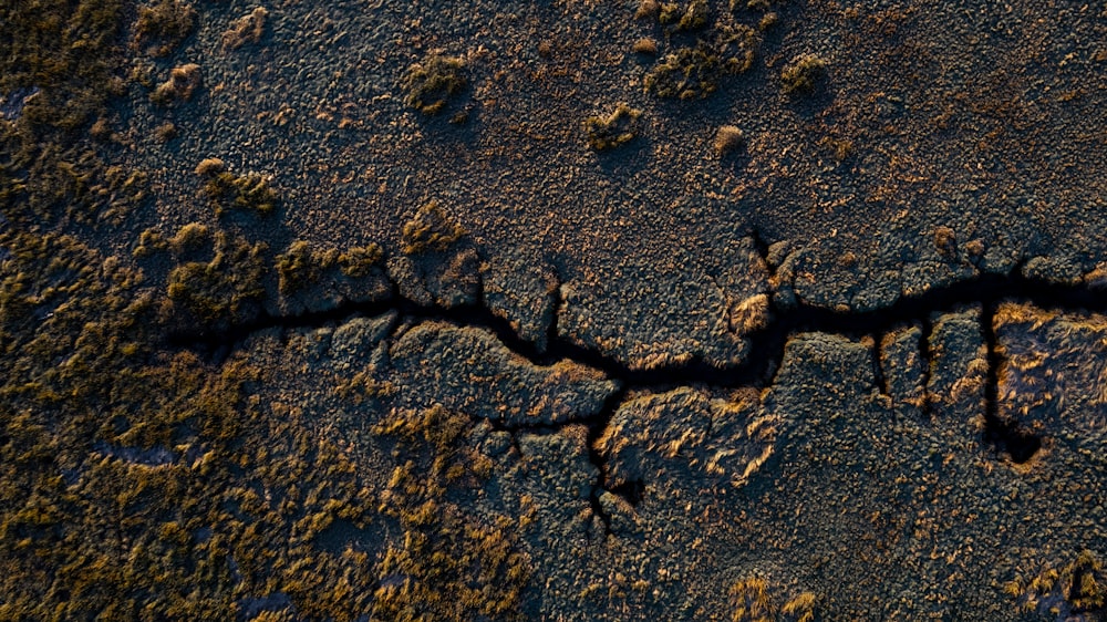 a group of ants on a rock