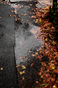 All-season tire on a wet road reflecting autumn leaves