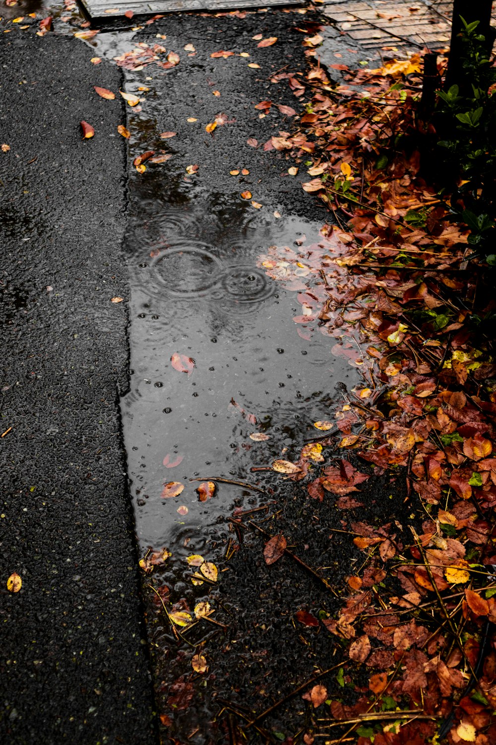 a sidewalk with leaves on the ground