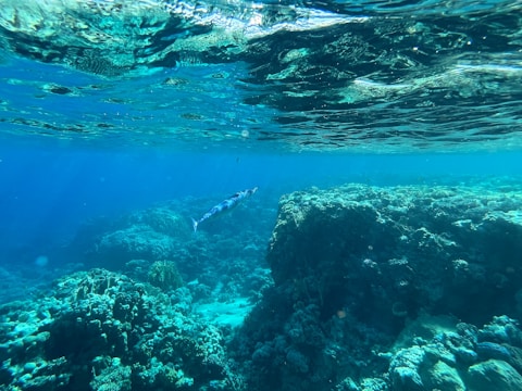 A vibrant seabob gliding through the underwater world.