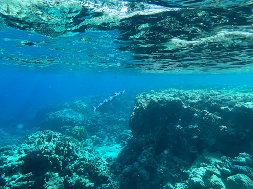 A sunlit underwater view of colorful coral reefs and curious fish near Saint Lucia’s shoreline.