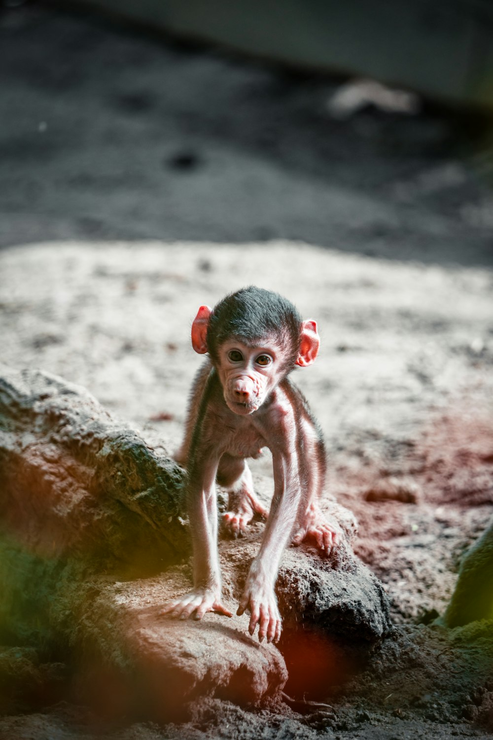 a baby monkey in water
