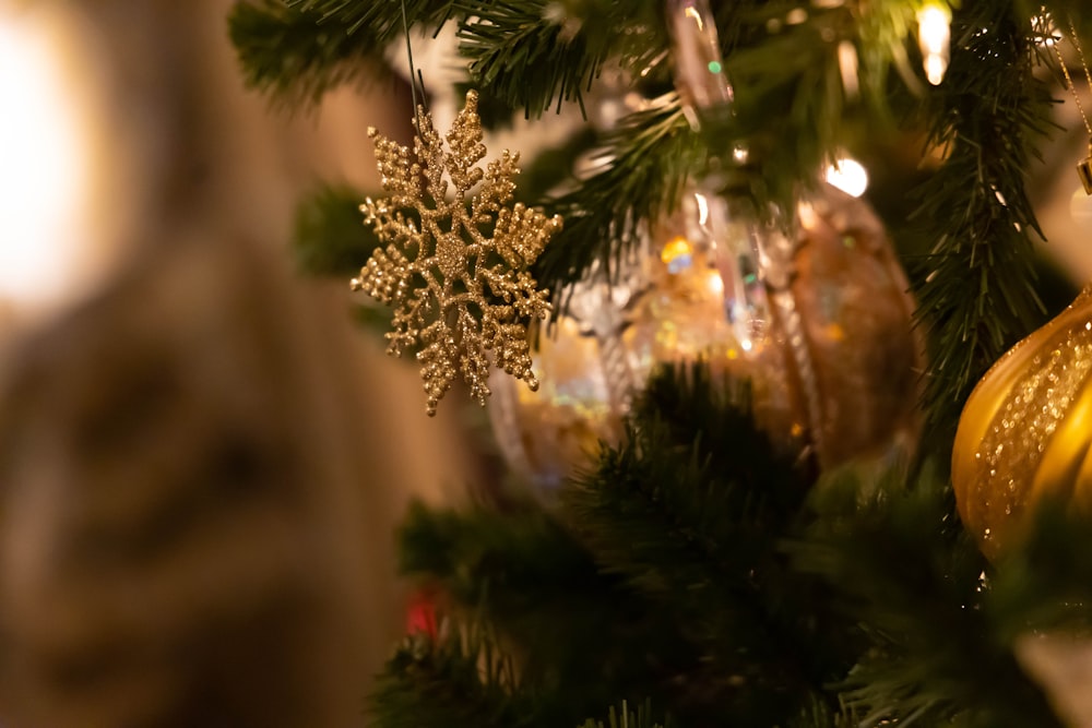 a tree with a pine cone