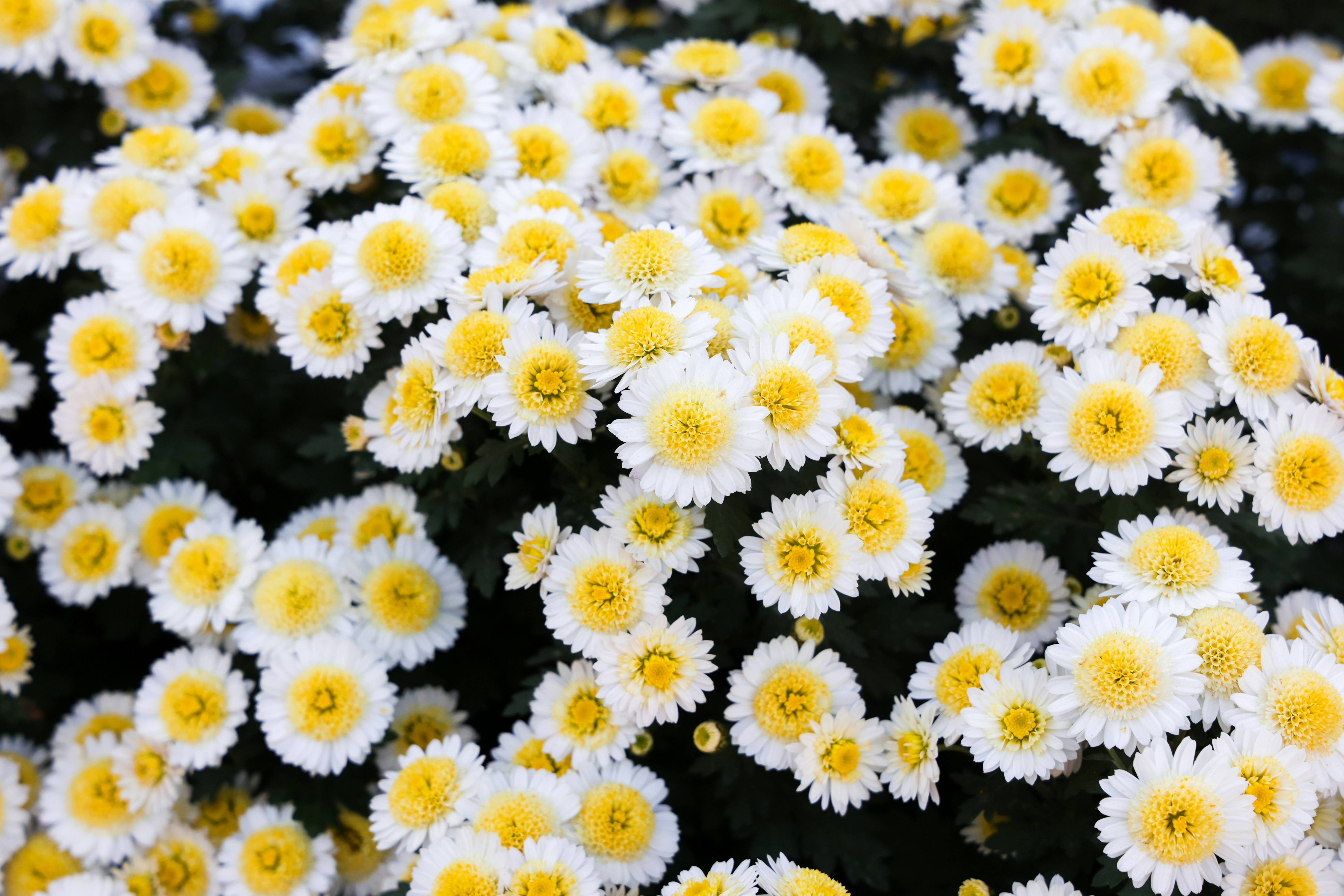 Photo by nananafuzimi