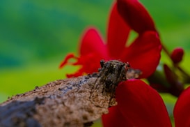 A macro perspective features a moth with highly camouflaged brown and black patterns perched on a rough-textured, earthy surface. Bright red flower petals with smooth textures dominate the background, providing contrast against the blurred greenery beyond.
