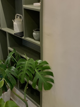 A green shelf displays a teapot labeled 'CHAI' and a gray mug. Below the shelf, a Monstera plant with large, glossy leaves fills the scene. The background is a neutral wall.