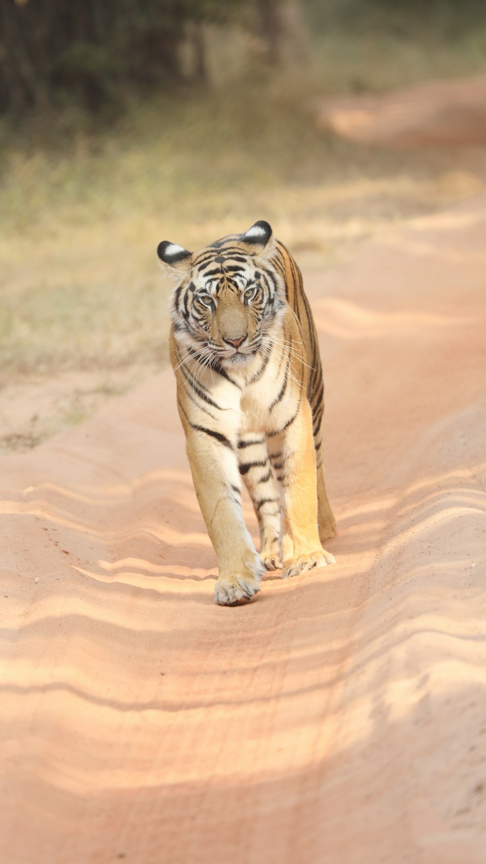 a tiger walking on a rock
