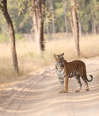 a tiger walking on a dirt road