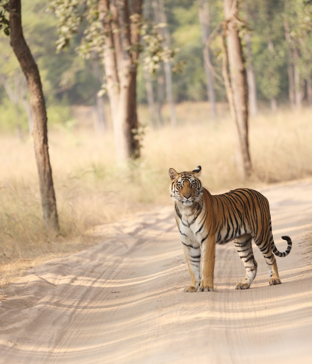 a tiger walking on a dirt road