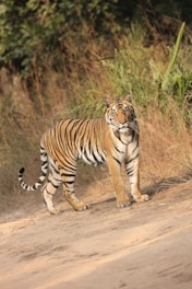 a tiger walking on a dirt path
