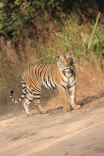 a tiger walking on a dirt path