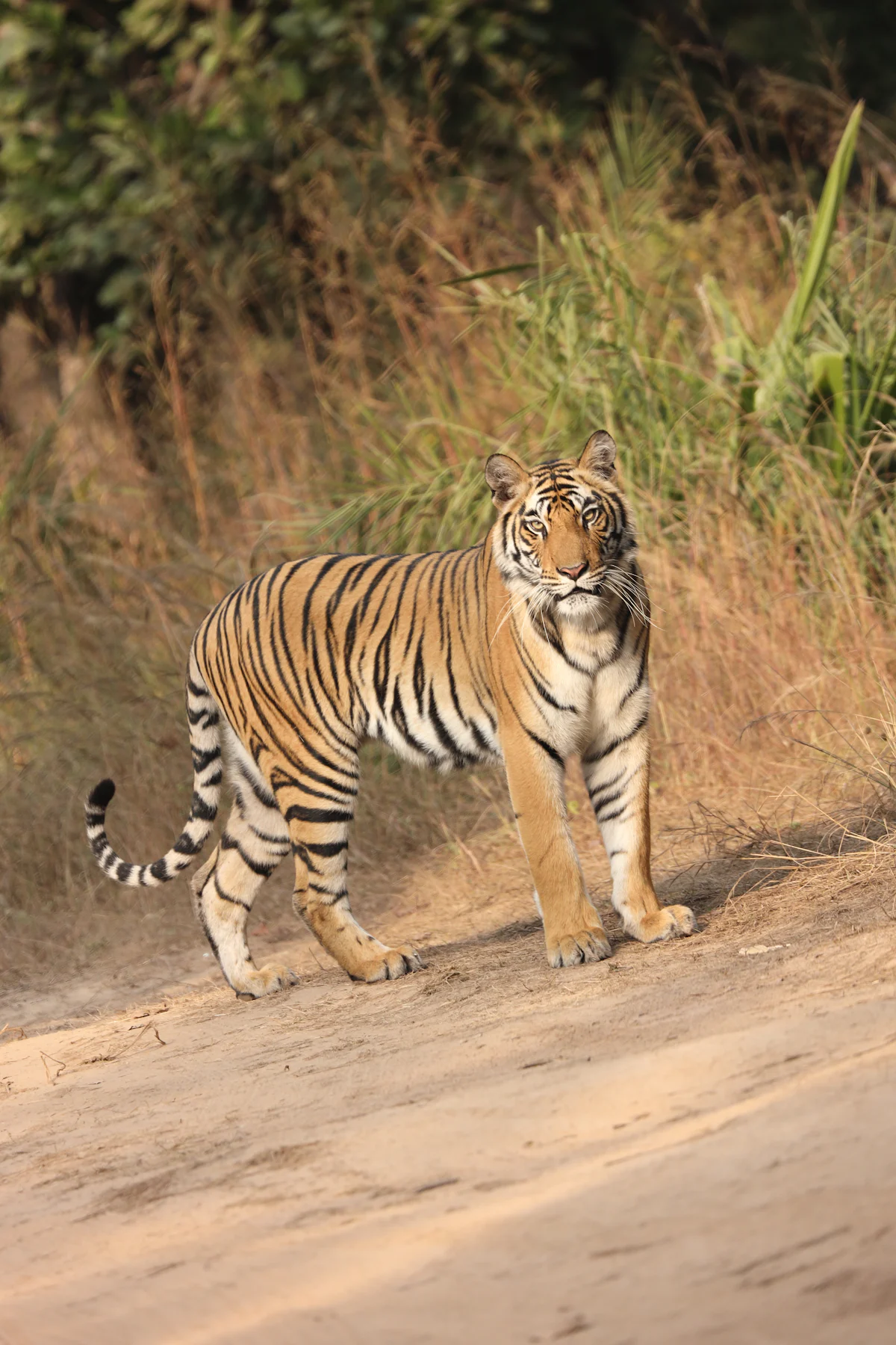 Bandipur