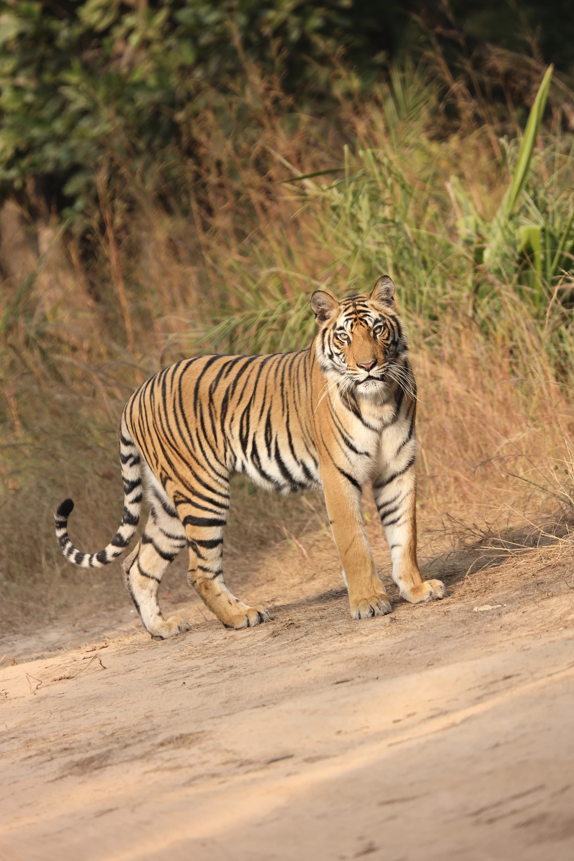 Wildlife
