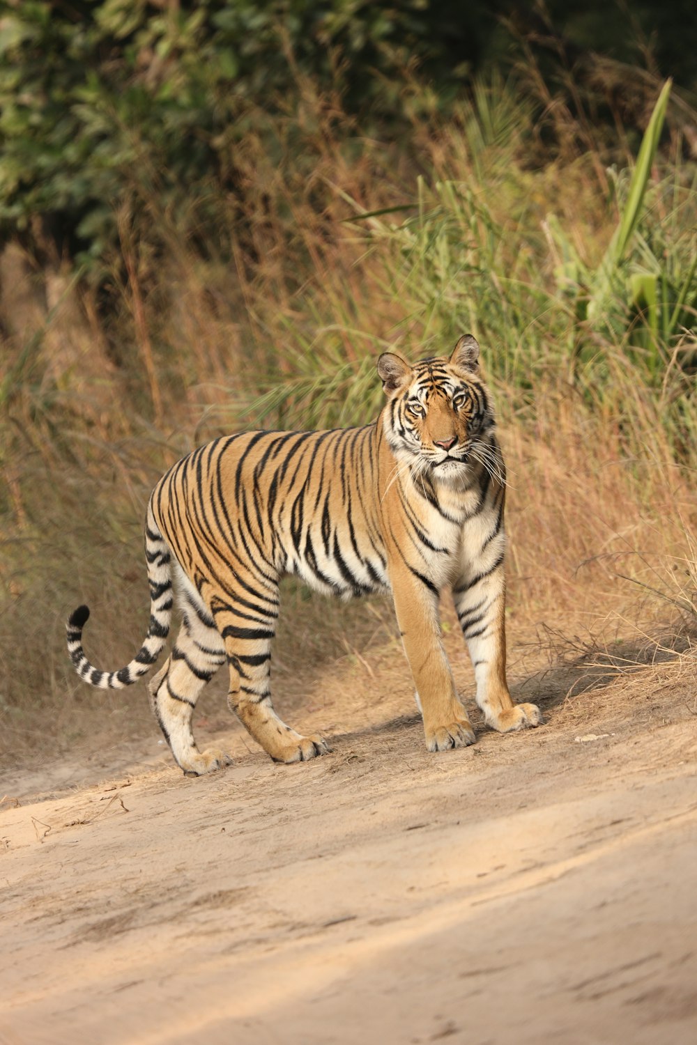 a tiger walking on a dirt path