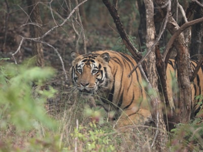 A tiger is partially concealed among the dense forest underbrush, staring directly with an intense gaze. Its orange, black, and white striped coat blends with the surroundings, creating a harmonious yet striking image. The surrounding foliage and trees add a natural, earthy element to the scene.