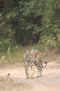 A tiger walks confidently along a dirt path surrounded by dense green foliage, its gaze focused forward. The sunlight filters through the trees, highlighting the tiger's distinctive orange coat with black stripes.