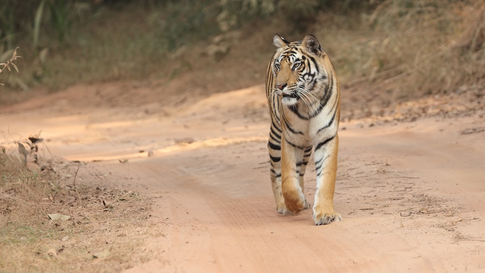 a tiger walking on a dirt road