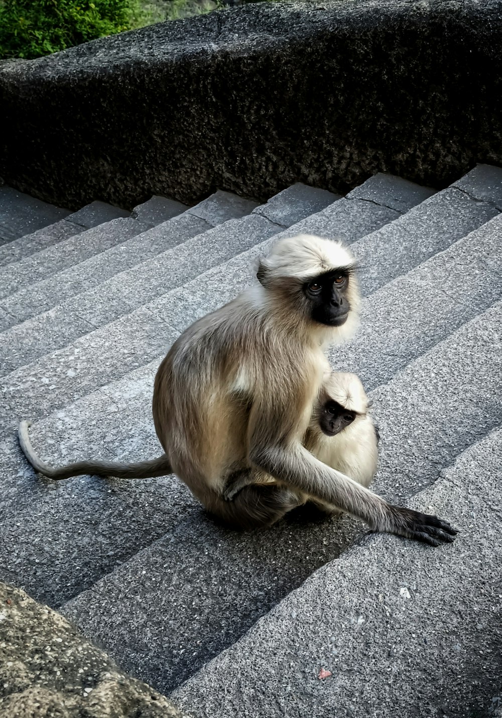 a monkey sitting on a rock