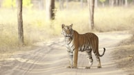 A tiger standing on a dirt path, surrounded by a dry, grassy forest environment with trees in the background. The tiger's gaze is directed toward the camera, showcasing its distinctive orange coat with black stripes.