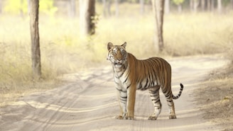 A tiger standing on a dirt path, surrounded by a dry, grassy forest environment with trees in the background. The tiger's gaze is directed toward the camera, showcasing its distinctive orange coat with black stripes.