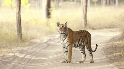 A tiger standing on a dirt path, surrounded by a dry, grassy forest environment with trees in the background. The tiger's gaze is directed toward the camera, showcasing its distinctive orange coat with black stripes.