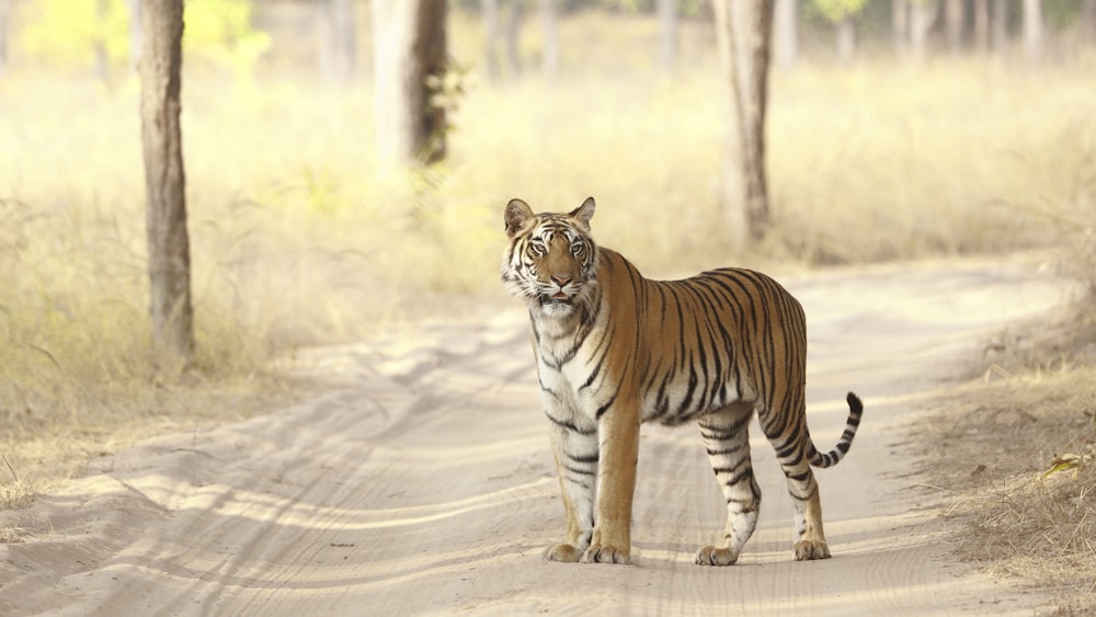 a tiger walking on a dirt road