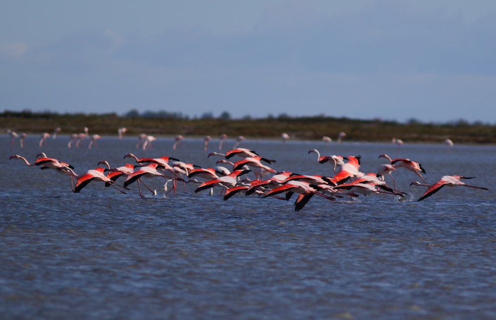 a flock of flamingos flying over water