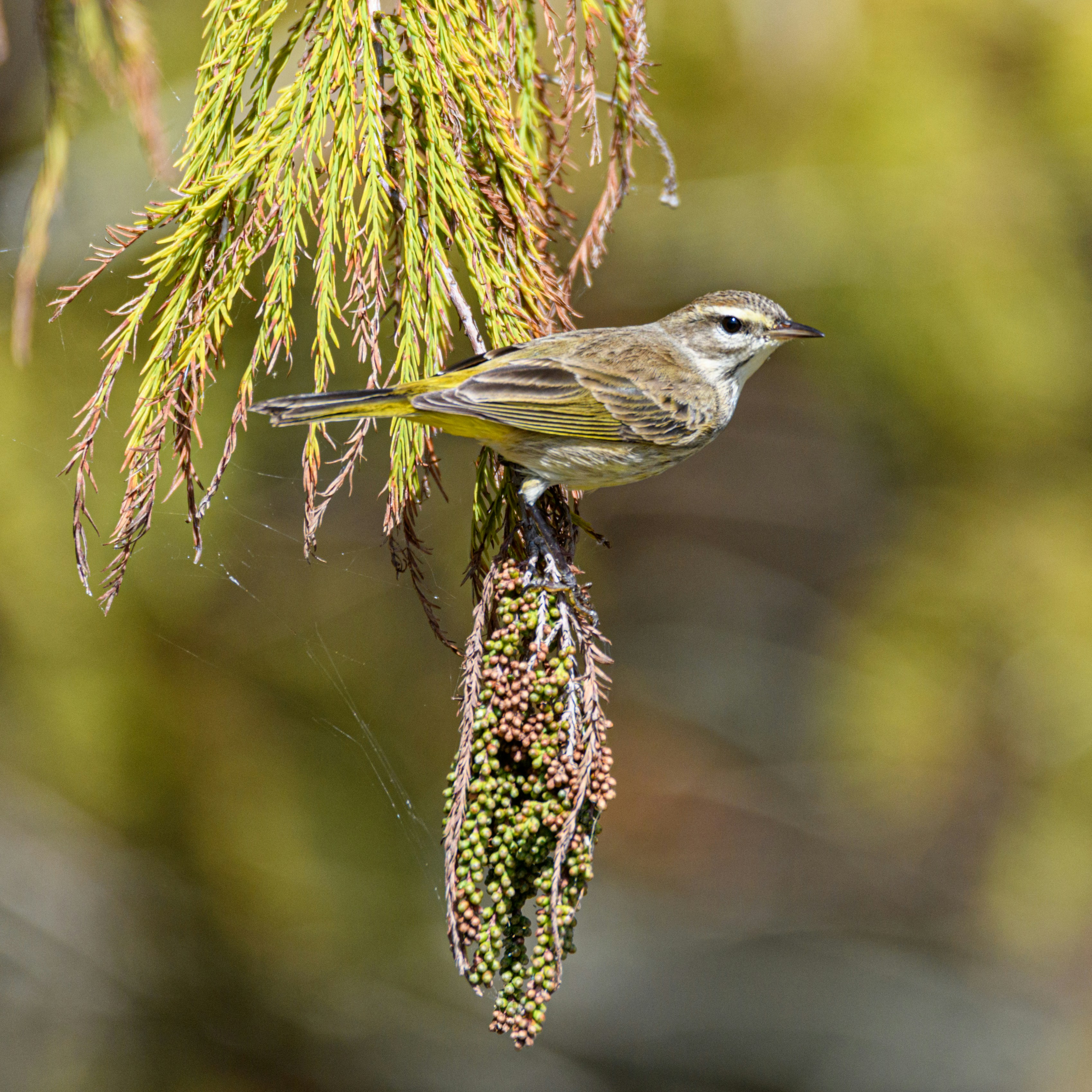 Un pájaro encaramado en una planta