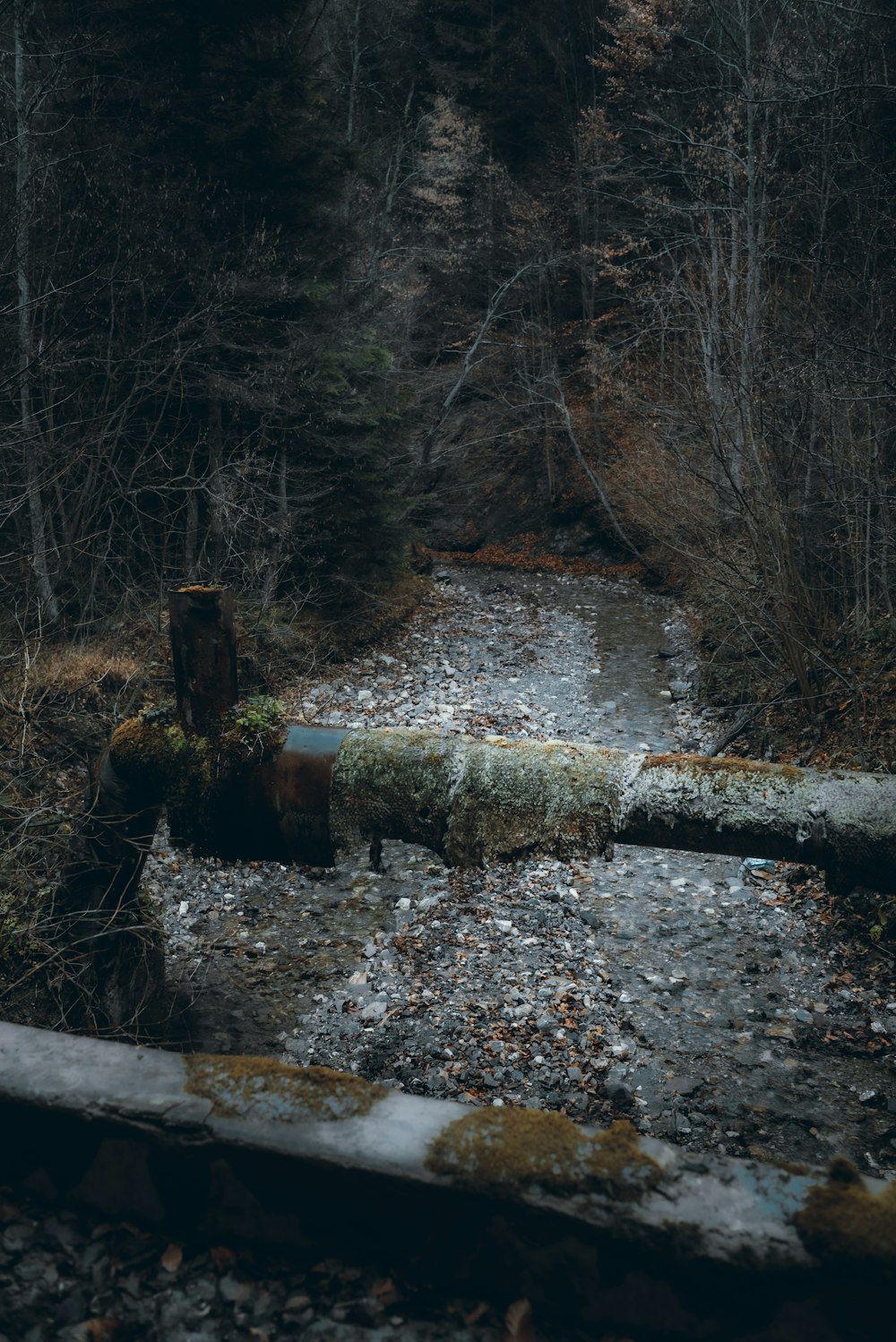 a small stream in a forest