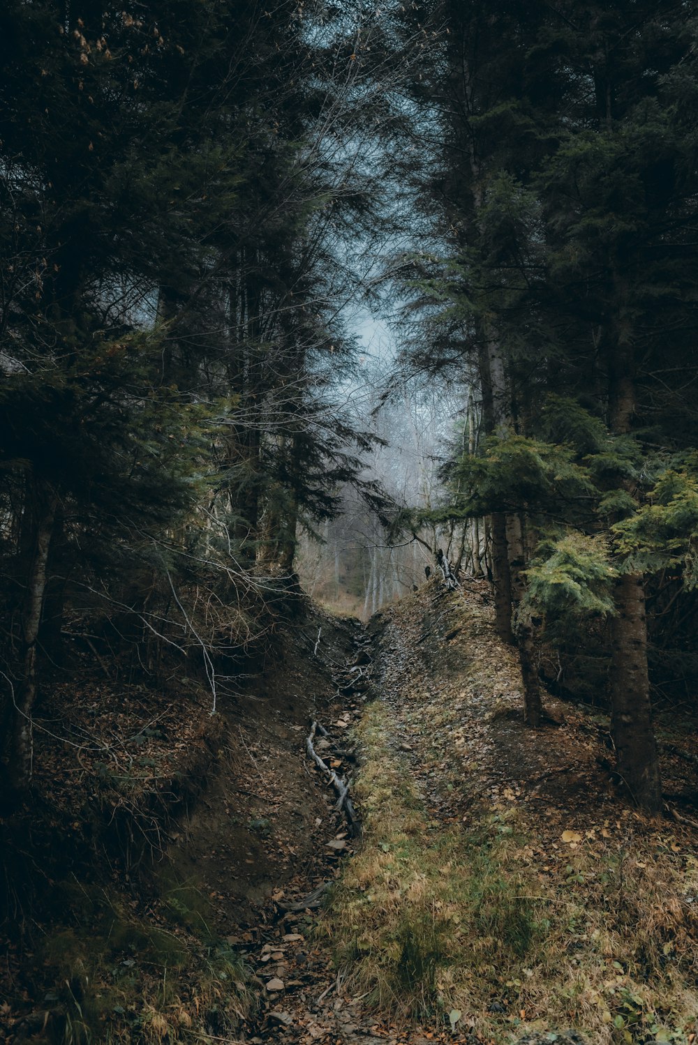 a waterfall in a forest