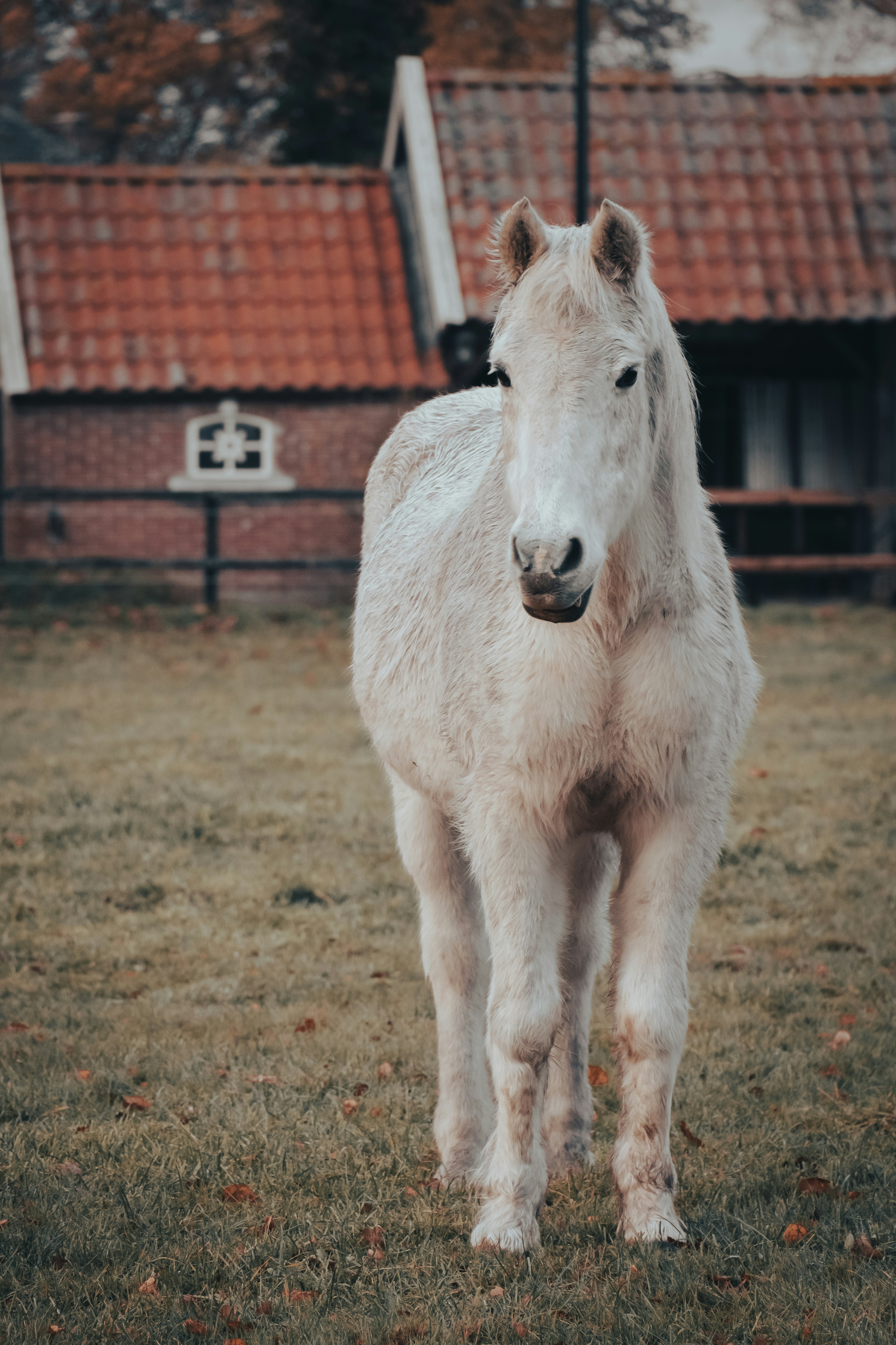 Ein weißes Pferd steht auf einem Feld