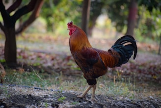 A proud champion rooster standing tall in a natural outdoor setting