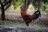 Close-up of a proud gamefowl standing tall, showcasing its sleek feathers and alert posture against a natural backdrop.