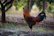 Close-up of a proud gamefowl standing tall, showcasing its sleek feathers and alert posture against a natural backdrop.