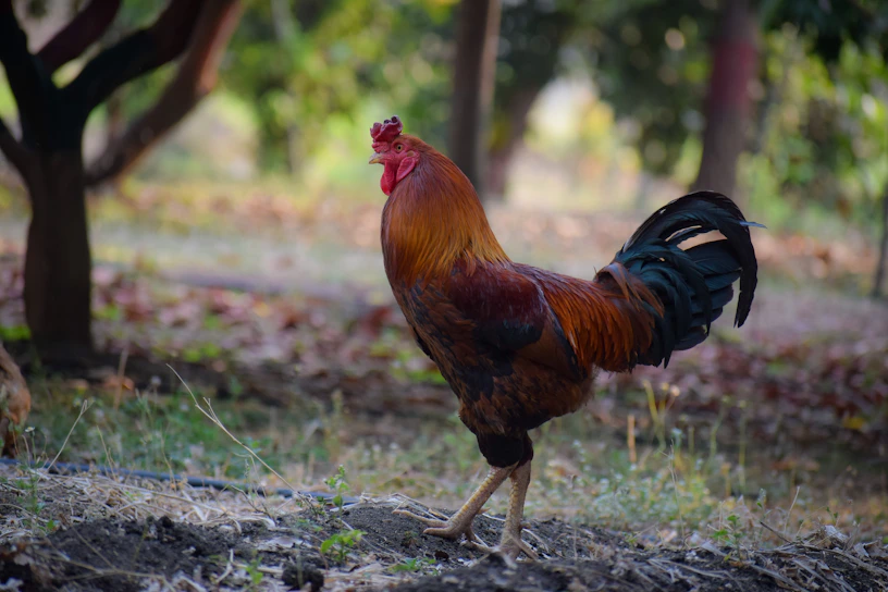 Close-up of a proud game fowl with vibrant plumage standing tall in a rustic barnyard.