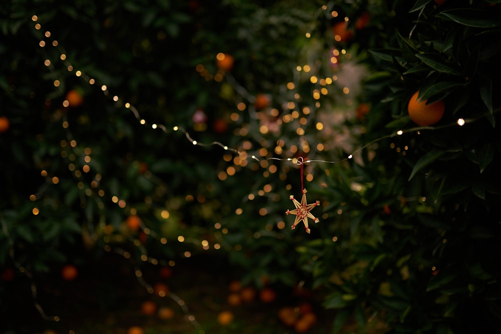 Ein Baum mit Orangen