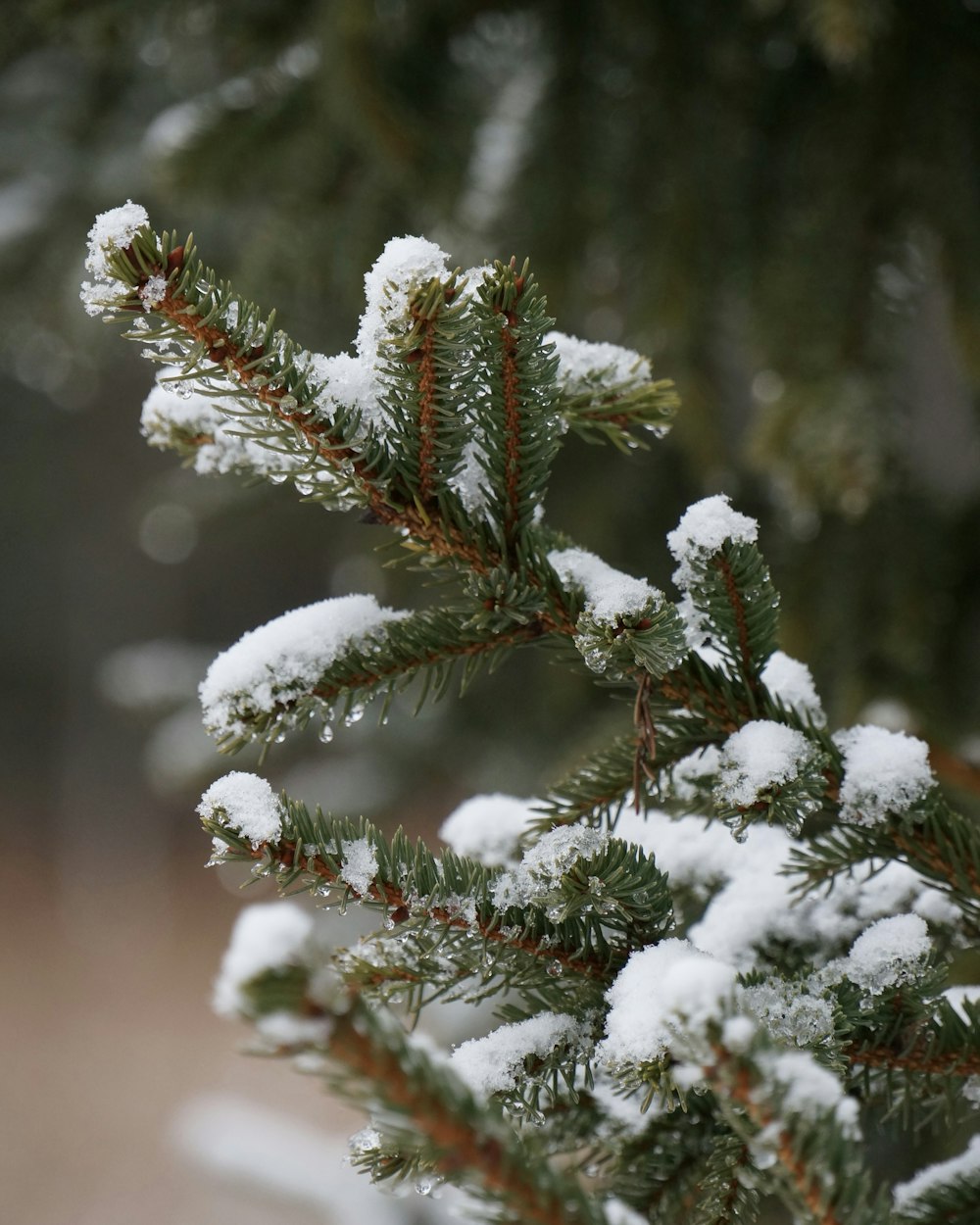 Un primer plano de una planta con nieve