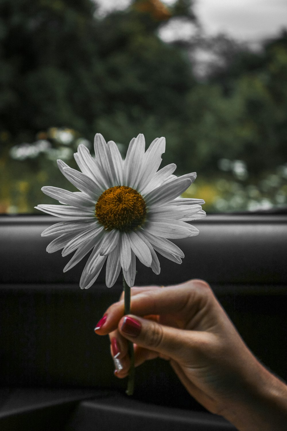 a hand holding a flower