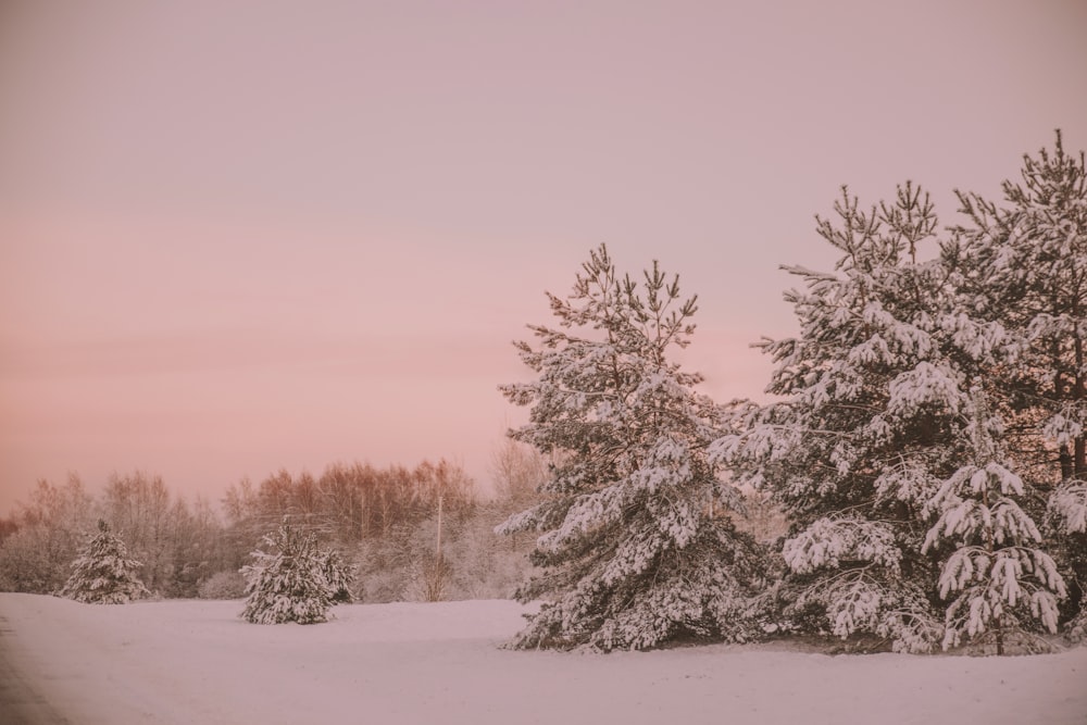 a snowy landscape with trees