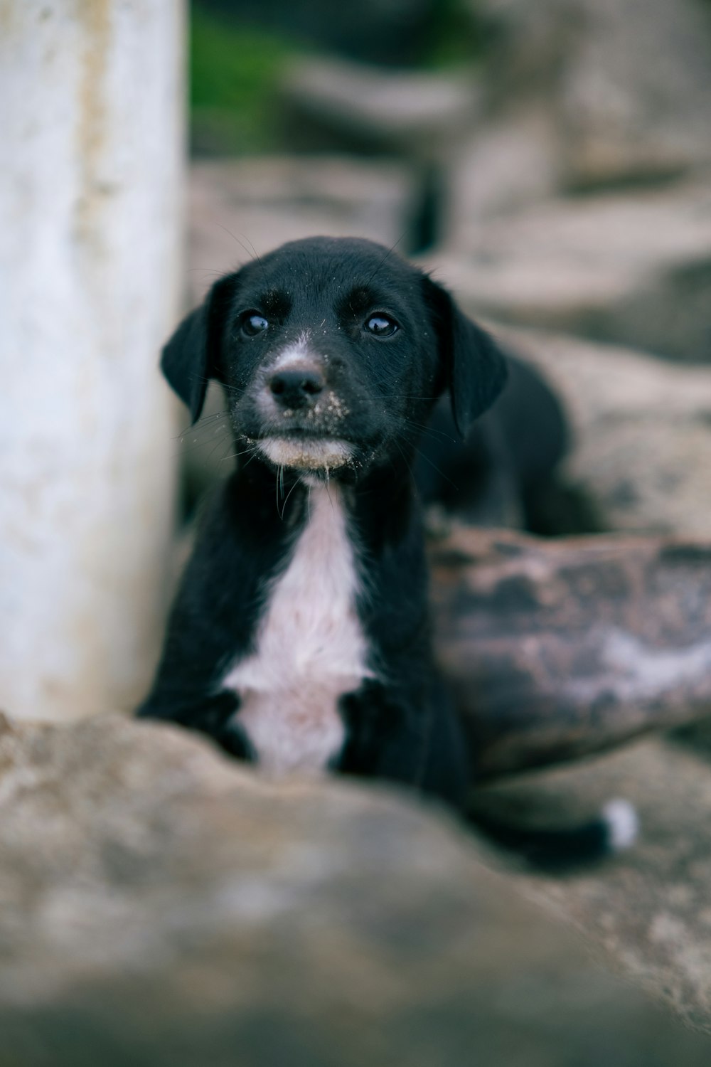 a dog sitting on a rock