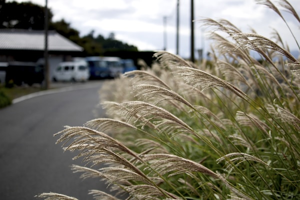 Discover Matsue: A Charming Japanese City Guide
