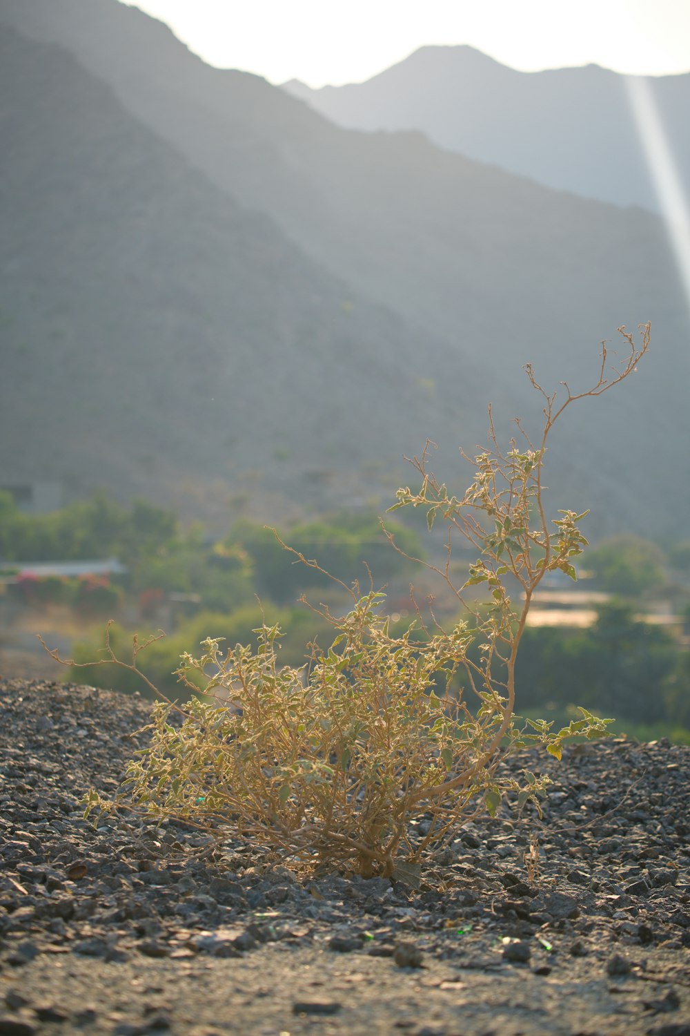 a small tree in a rocky area