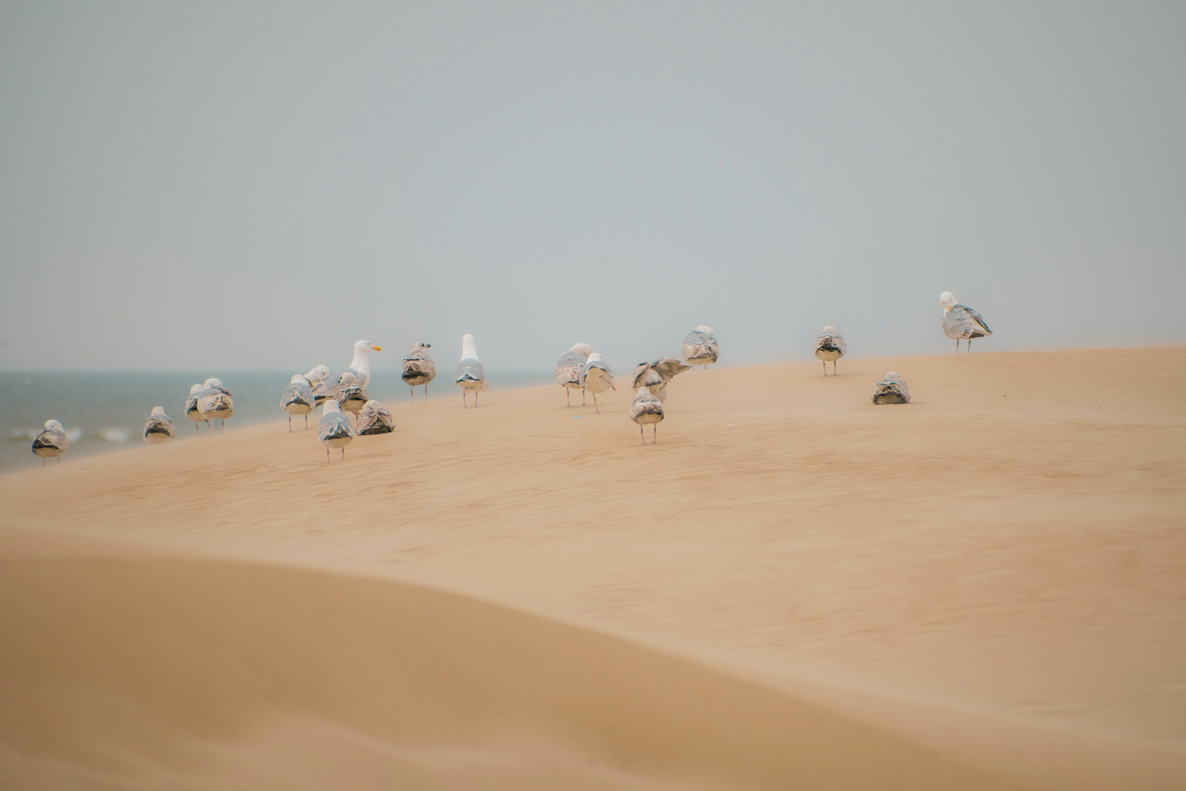 Eine Gruppe von Vögeln am Strand