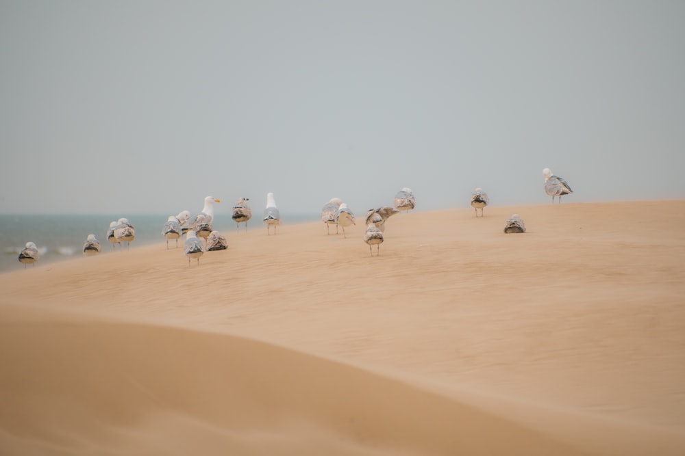 a group of birds on a beach