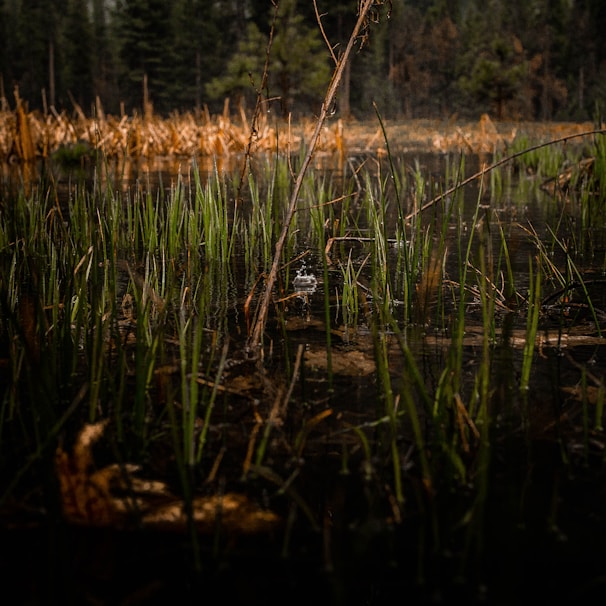 A Ridgway's rail cautiously moving through dense marsh grasses at dawn