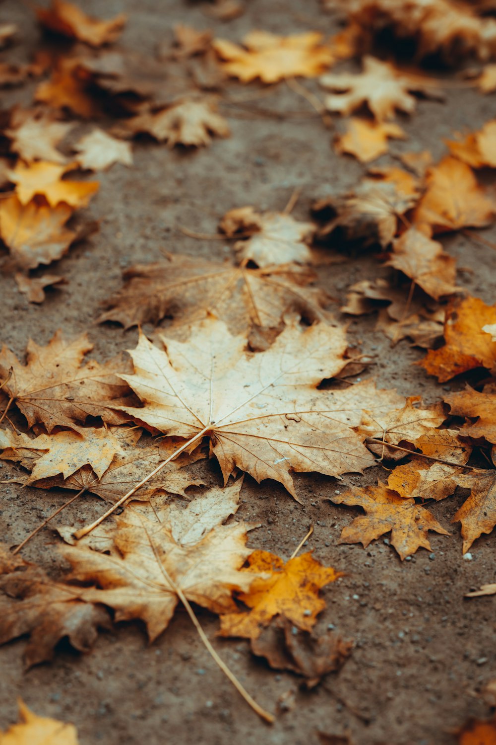 a group of leaves on the ground