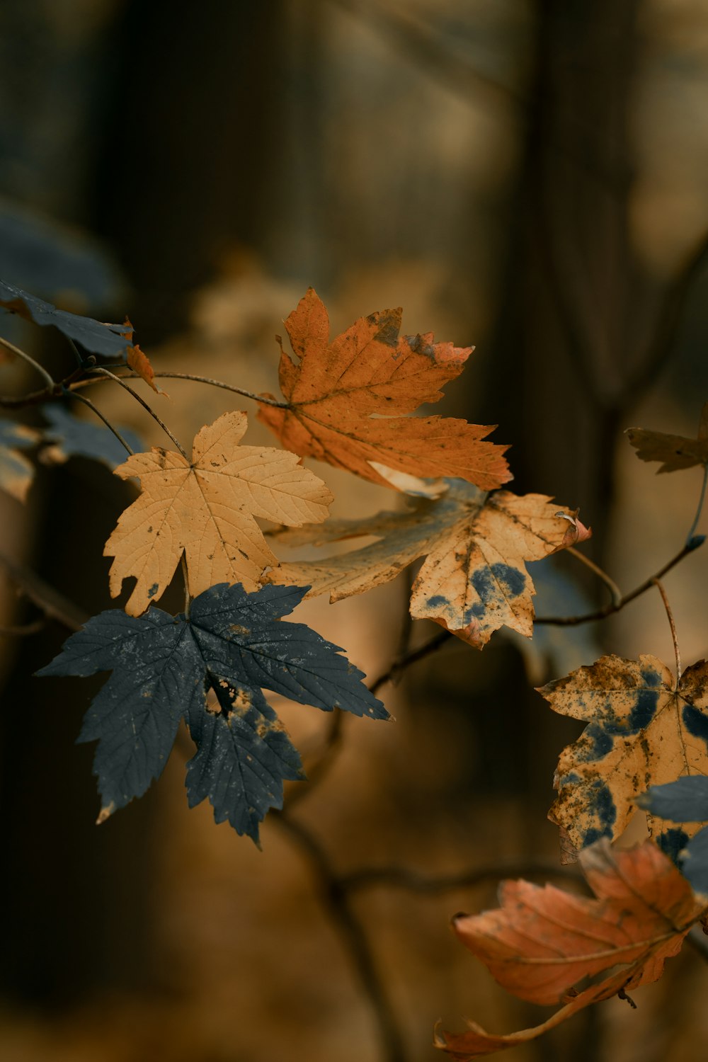 a group of leaves on a tree