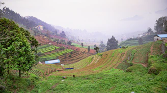 A serene hillside view with terraced fields and a winding river below.